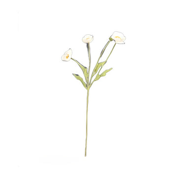 White Poppy Flowers