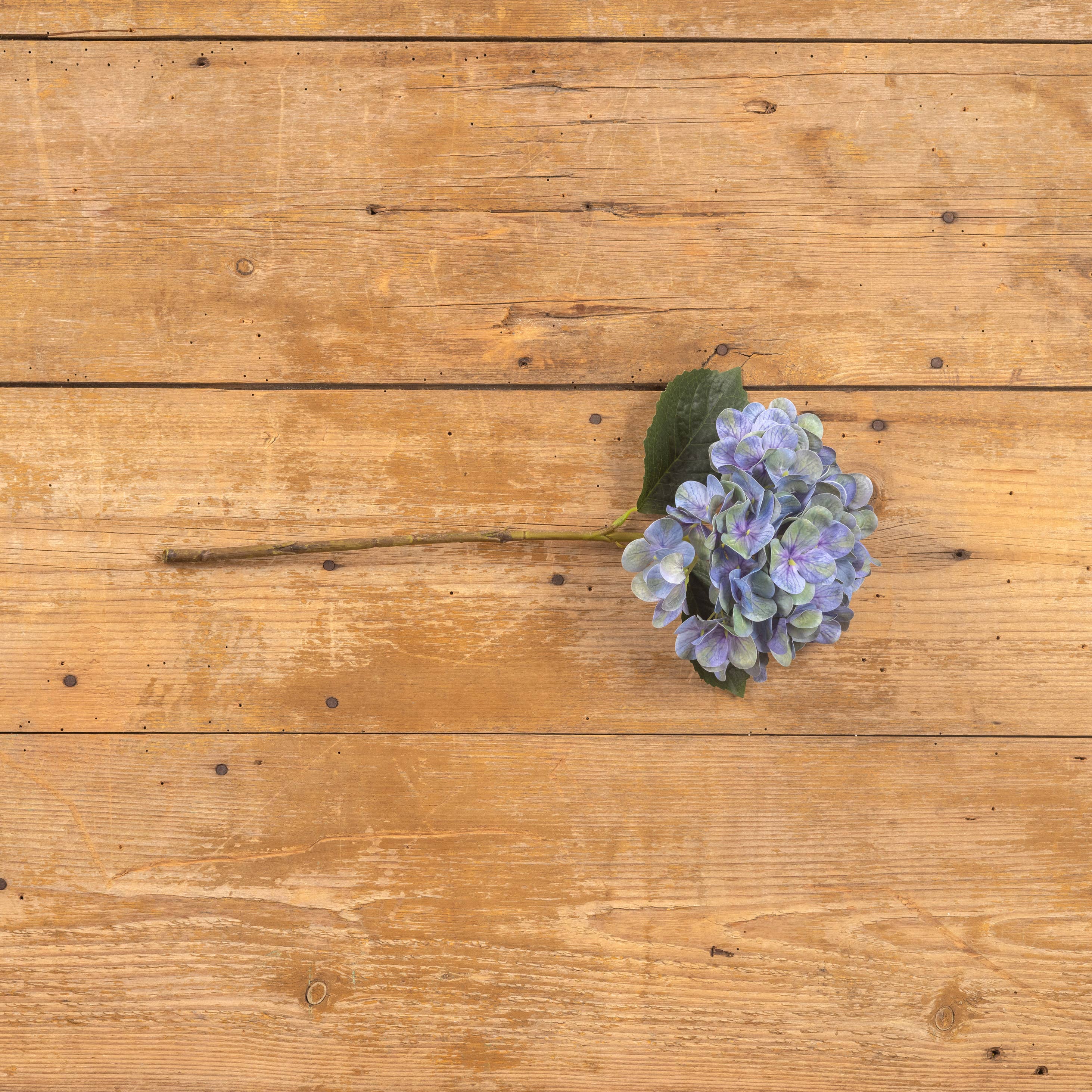 Blue Hydrangea Stem